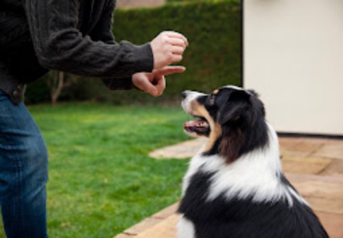 Image for Joyful K9 Services Inc. with ID of: 6706707