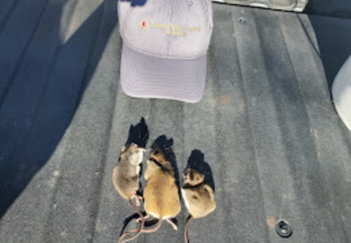 Image for Evers Pest Control with ID of: 6707516