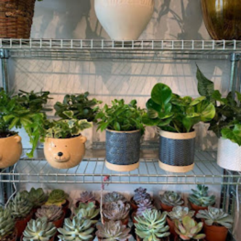 Image for Hepatica Florist with ID of: 6708810