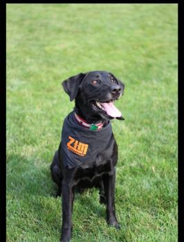 Image for Zim Heating & Cooling with ID of: 6709624