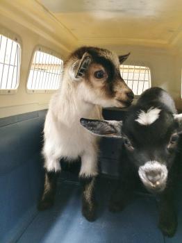 Image for Groveway Pet Hospital with ID of: 6714117