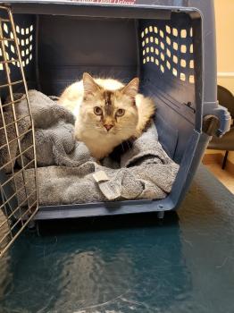 Image for Groveway Pet Hospital with ID of: 6714118