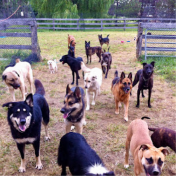 Image for Mason's Way Dog Training with ID of: 6715821