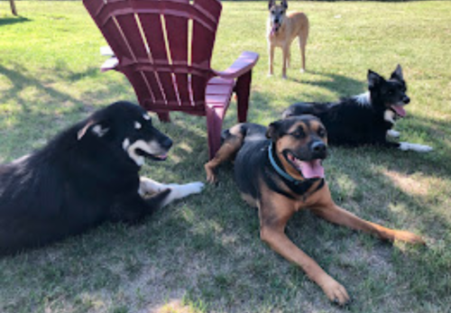 Image for Mason's Way Dog Training with ID of: 6715822