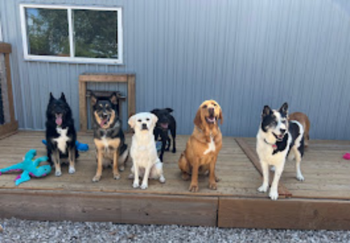 Image for Kounty Kennels & Kritters Inc. with ID of: 6716225