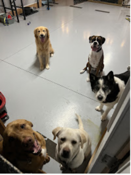 Image for Kounty Kennels & Kritters Inc. with ID of: 6716230
