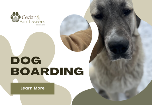 Image for Cedar & Sunflowers Dog Boarding with ID of: 6717962