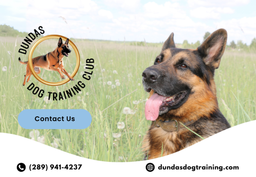 Image for Dundas Dog Training Club with ID of: 6719209