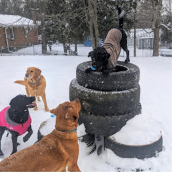 Image for Dundas Dog Training Club with ID of: 6719210