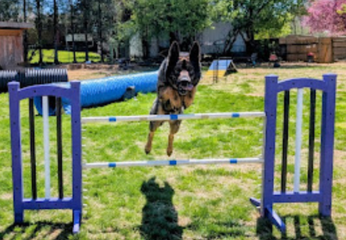 Image for Dundas Dog Training Club with ID of: 6719212