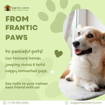 Image for Doggy Do's & Don'ts with ID of: 6721167