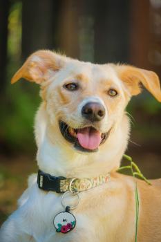 Image for Insight Veterinary Wellness Center with ID of: 6726104