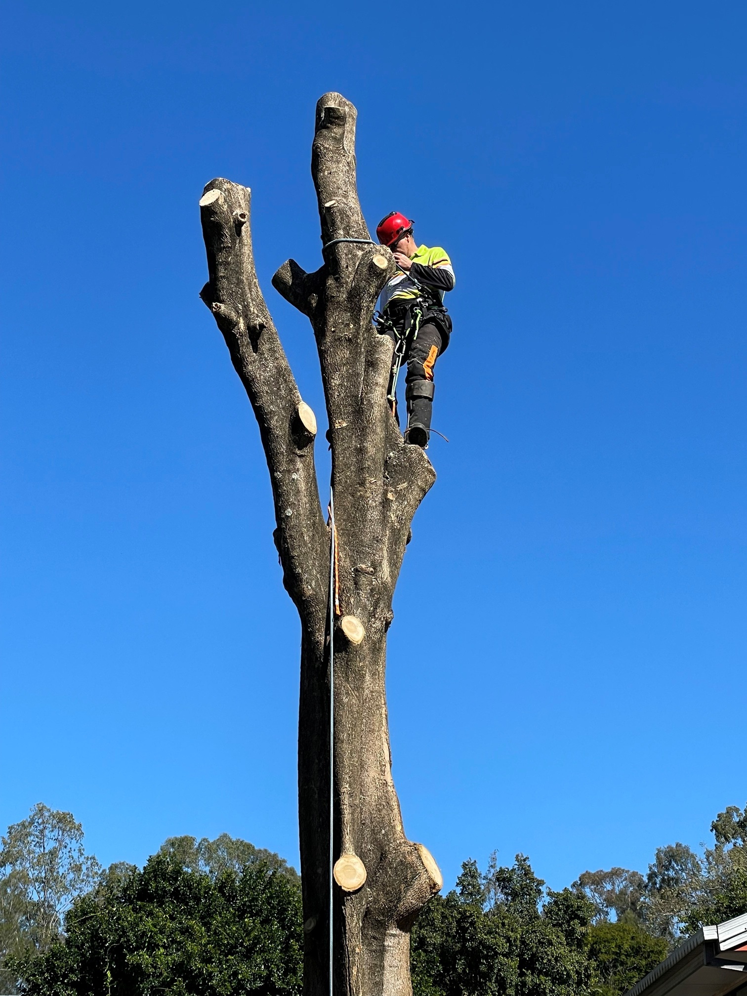 Image for Treepeeps Sydney with ID of: 6726568