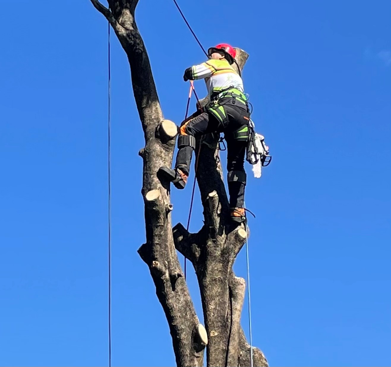 Image for Treepeeps Sydney with ID of: 6726569
