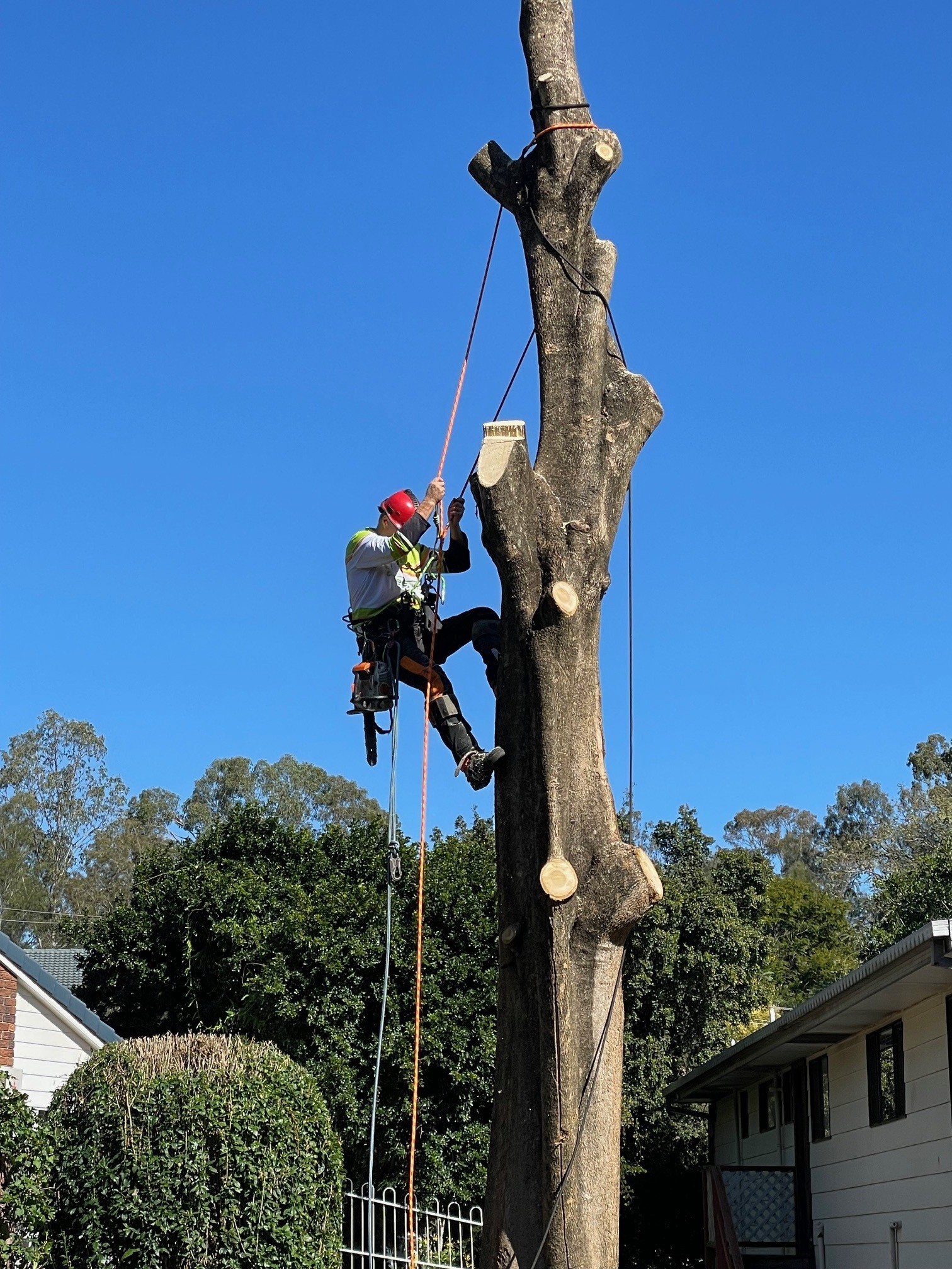 Image for Treepeeps Sydney with ID of: 6726571
