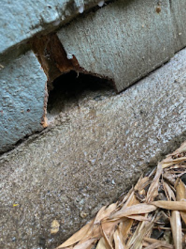 Image for Pest In The City with ID of: 6727624