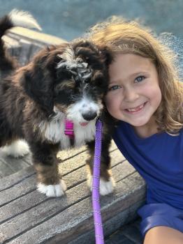 Image for Walnut Valley Puppies with ID of: 6728421