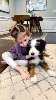 Image for Walnut Valley Puppies with ID of: 6728435