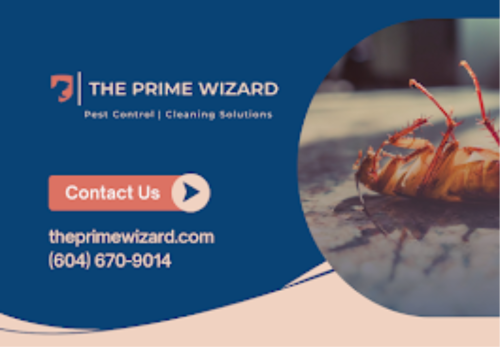 Image for THE PRIME WIZARD with ID of: 6729938