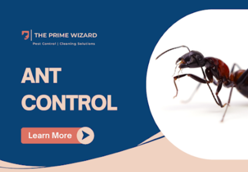 Image for THE PRIME WIZARD with ID of: 6729939
