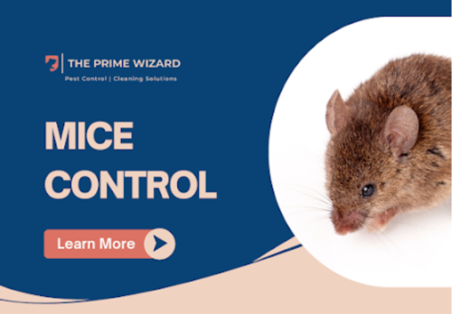 Image for THE PRIME WIZARD with ID of: 6729940