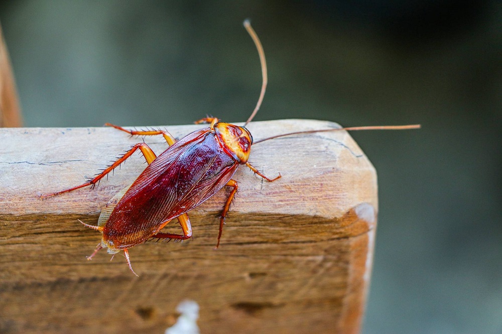 Image for Defender Pest Control Specialists with ID of: 6730032