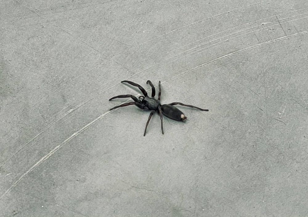 Image for Defender Pest Control Specialists with ID of: 6730036