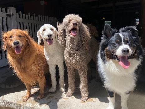 Image for Silver Maple Pet Center with ID of: 6737424