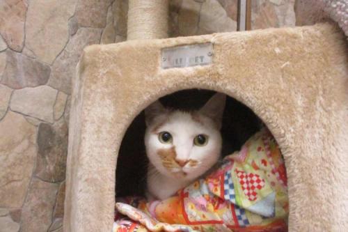 Image for Silver Maple Pet Center with ID of: 6737425