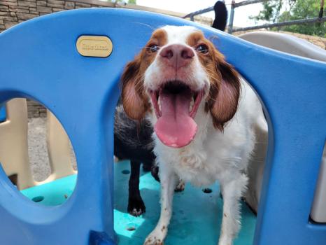 Image for Silver Maple Pet Center with ID of: 6737426