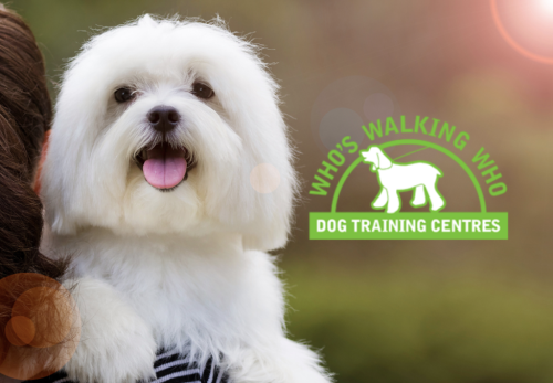Image for Who's Walking Who Dog Training Centres with ID of: 6741927