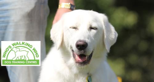 Image for Who's Walking Who Dog Training Centres with ID of: 6741928