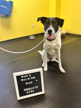 Image for Who's Walking Who Dog Training Centres with ID of: 6741929