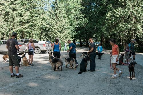 Image for Obedience Unleashed Dog Training with ID of: 6747492