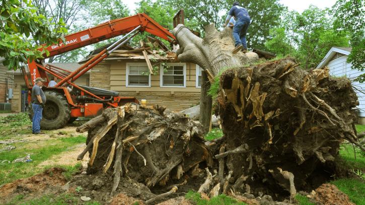 Image for Beulah Tree Service with ID of: 690146