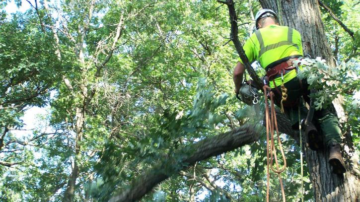 Image for Beulah Tree Service with ID of: 690147