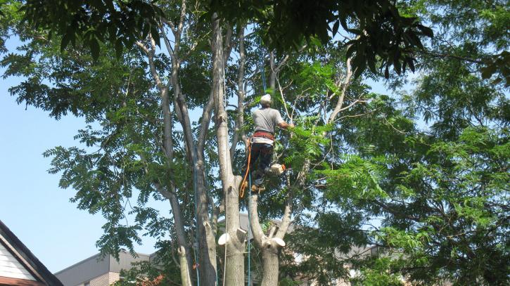 Image for Beulah Tree Service with ID of: 690148