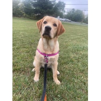 Image for Best Paw Forward Dog Training with ID of: 6759280