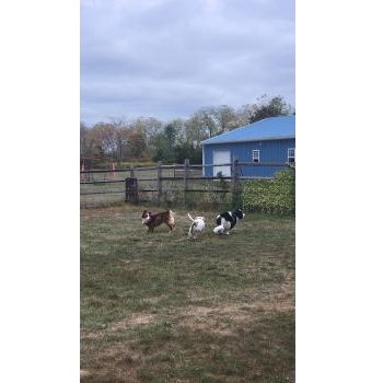 Image for Best Paw Forward Dog Training with ID of: 6759281