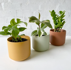 Image for The Plants Project with ID of: 6762142