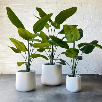 Image for The Plants Project with ID of: 6762184
