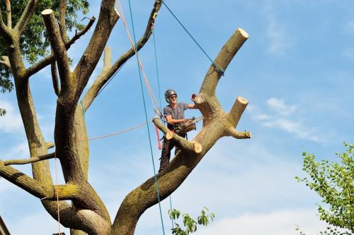 Image for Green Leaf Tree Service with ID of: 6764319