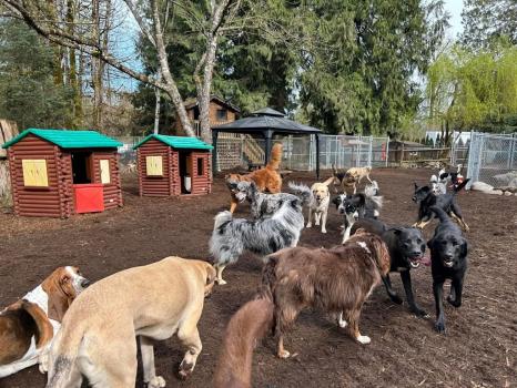 Image for Silverdale Obedience Unleashed with ID of: 6766632