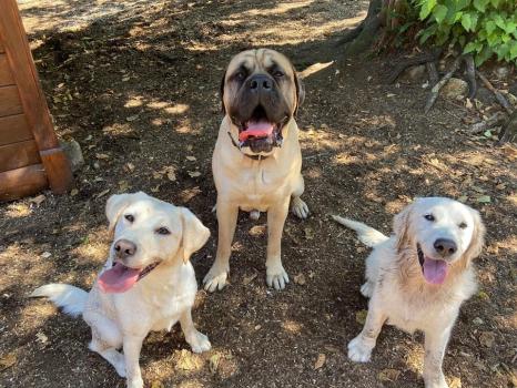 Image for Silverdale Obedience Unleashed with ID of: 6766636