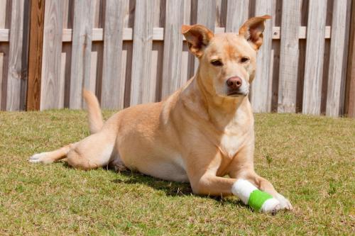Image for Knox Veterinary Surgery with ID of: 6766975