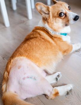 Image for Knox Veterinary Surgery with ID of: 6766976