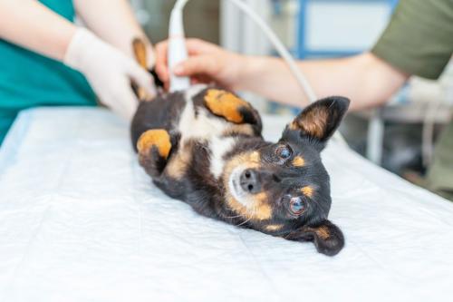 Image for Clearview Veterinary Imaging with ID of: 6767025