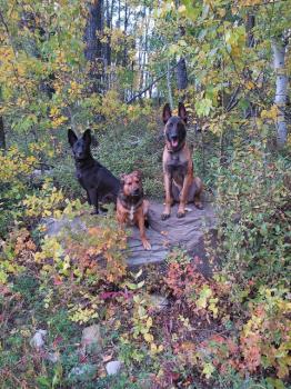 Image for Obedience Unleashed Dog Training - Cochrane with ID of: 6767039
