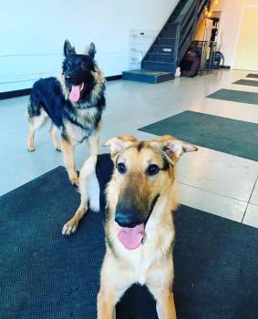 Image for Obedience Unleashed Dog Training - Cochrane with ID of: 6767042