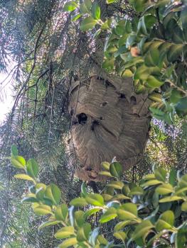 Image for Seasonal Solutions Pest Services Ltd. with ID of: 6768861
